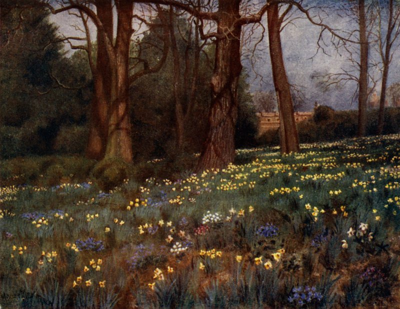 Kew Gardens: The Wild Garden in Spring (färg litho) av Thomas Mower Martin