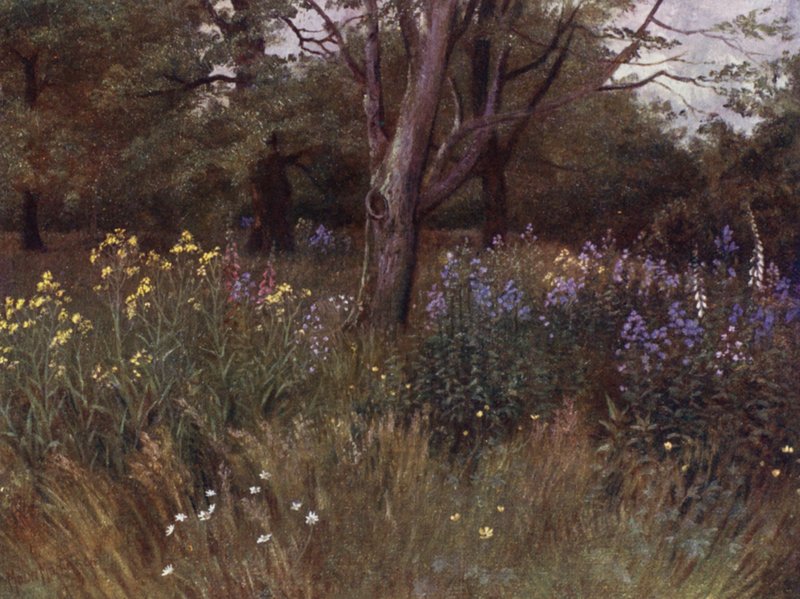 Kew Gardens: Wild Flowers in the Beech Woods (färg litho) av Thomas Mower Martin