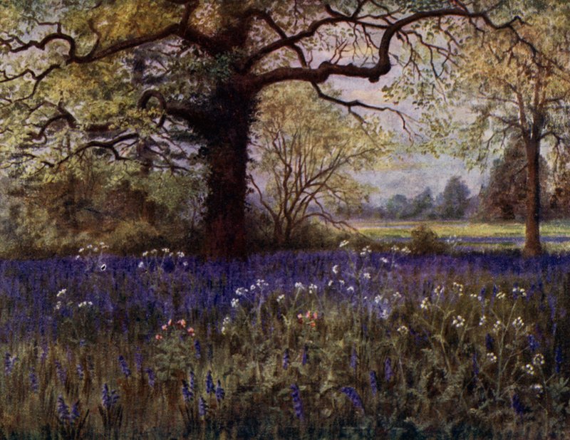 Kew Gardens: Wild Hyacinths (färg litho) av Thomas Mower Martin
