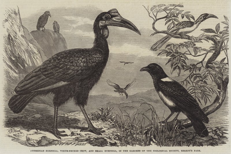 Abessinier näshornsfågel, vithalsad kråka och liten näshornsfågel, i Zoological Societys trädgårdar, Regent