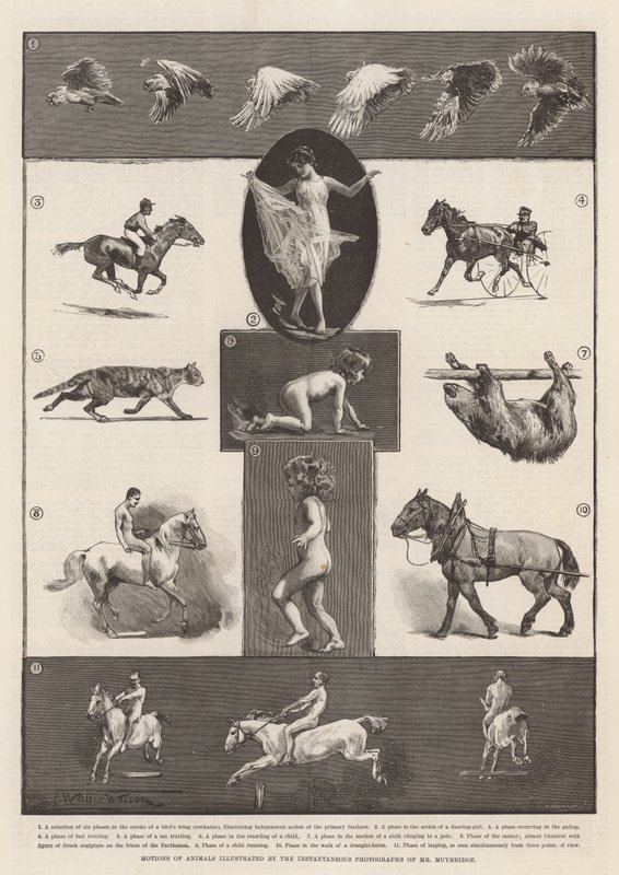 Djurens rörelser illustrerade med hjälp av Muybridges ögonblicksfotografier. av Thomas Walter Wilson