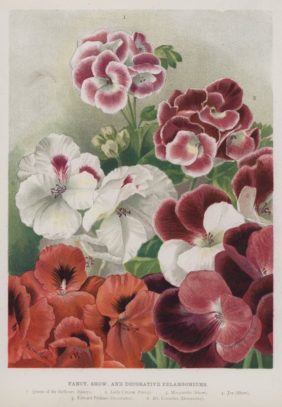 Fancy, show och dekorativa pelargonier av Unbekannt Unbekannt