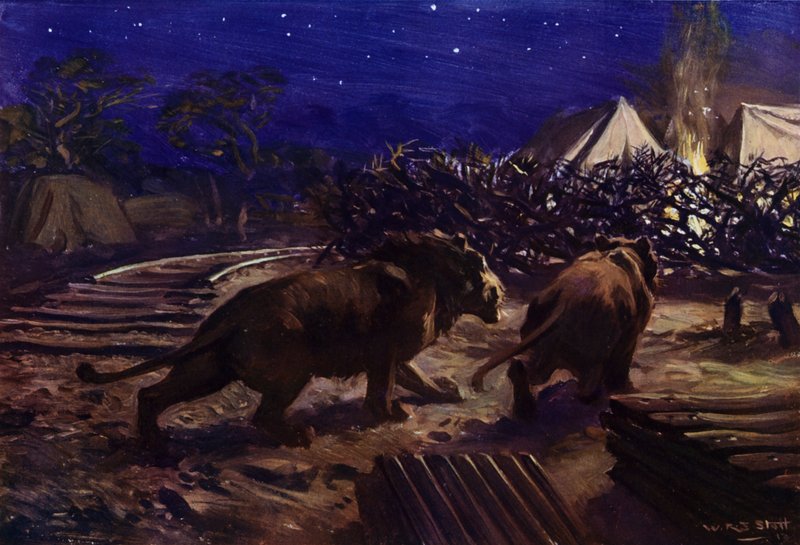 Lejon som strövar utanför ett arbetarläger på natten under byggandet av den ugandiska järnvägen (färg litho) av W.R.S. (after) Stott