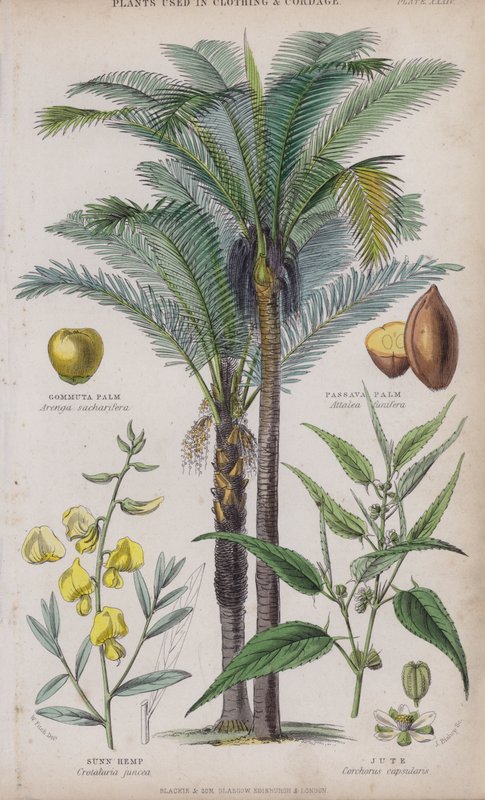 Gommuta Palm; Passava Palm; Sunn hampa; Jute (färgad gravyr) av W. Fitch