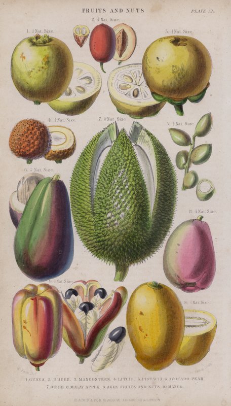 Guava; Jujube; Mangostan; Litchi; Pistagenötter; Avokado päron; Avstånd; malaysiska äpple; Eki Frukt och Nutus; Vill ha (färgad gravyr) av W. Fitch