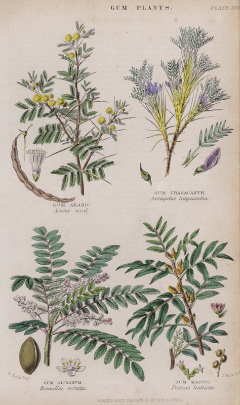 Gummi arabicum; Tragacanth gummi; Gummi Olibanum; Gum Mastic (färgad gravyr) av W. Fitch
