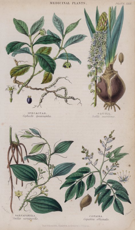 Ipecacuanha; Scilla; Sarsaparill; Copaiba (färgad gravyr) av W. Fitch