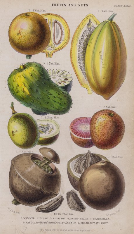 Mammee; Papaw; Sur Sop; Negro Peach; Granadilla; Zabucajo (locket höjt) Frukt och nötter; Paranöt och frukt (färgad gravyr) av W. Fitch