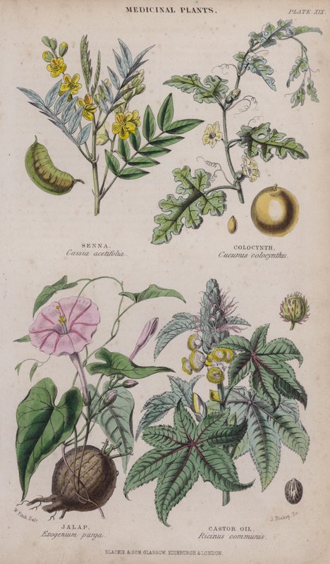 Senna; Colocynth; Jalap; Ricinolja (färgad gravyr) av W. Fitch