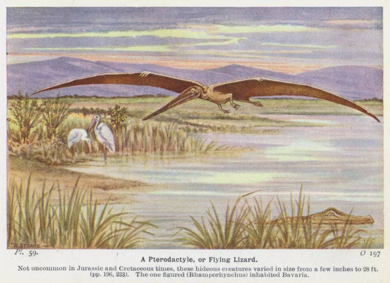 En Pterodactyle eller flygödla (färg litho) av W. J. Stokoe