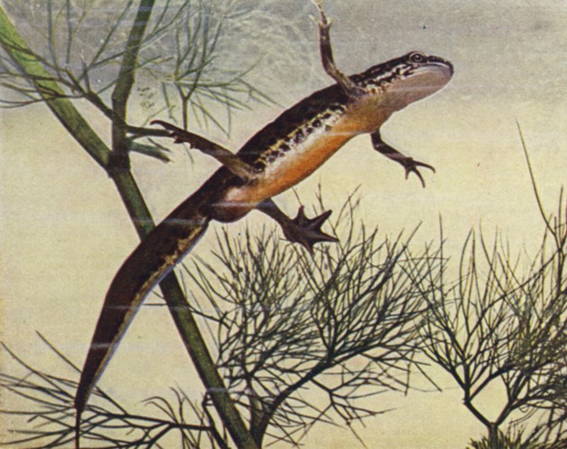 Palmate Newt, hane, Moth palmata (färgat foto) av W. J. Stokoe