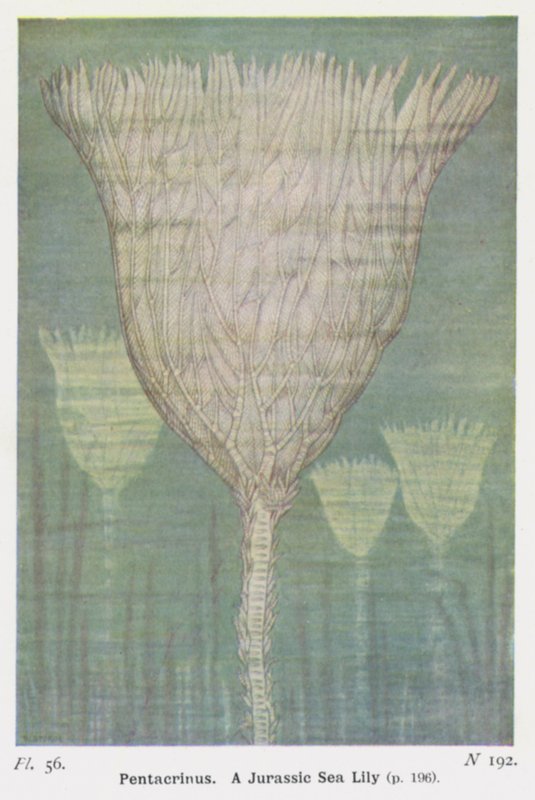 Pentacrinus, en Jurassic Sea Lily (färg litho) av W. J. Stokoe