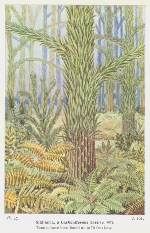 Sigillaria, ett kolträd (färg litho) av W. J. Stokoe