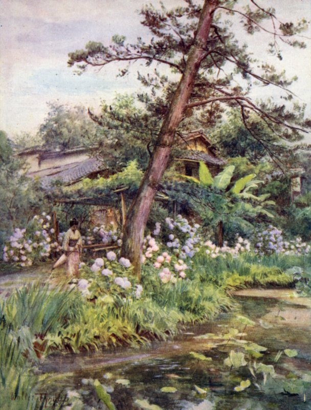 Hortensior i Tea Garden på Nichi Otani, Kyoto av Walter Frederick Roofe Tyndale