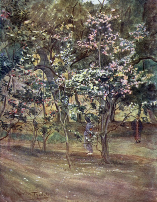 Singelkamellier i Ueno Park, Tokyo av Walter Frederick Roofe Tyndale
