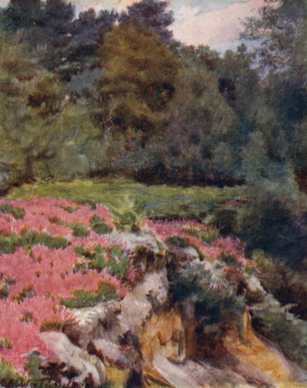 The New Forest: A Gravel Pit Head at Royden (färg litho) av Walter Frederick Roofe Tyndale