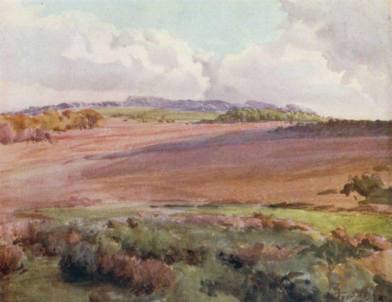 The New Forest: Across Malwood Walk from the Road to Fritham (färg litho) av Walter Frederick Roofe Tyndale