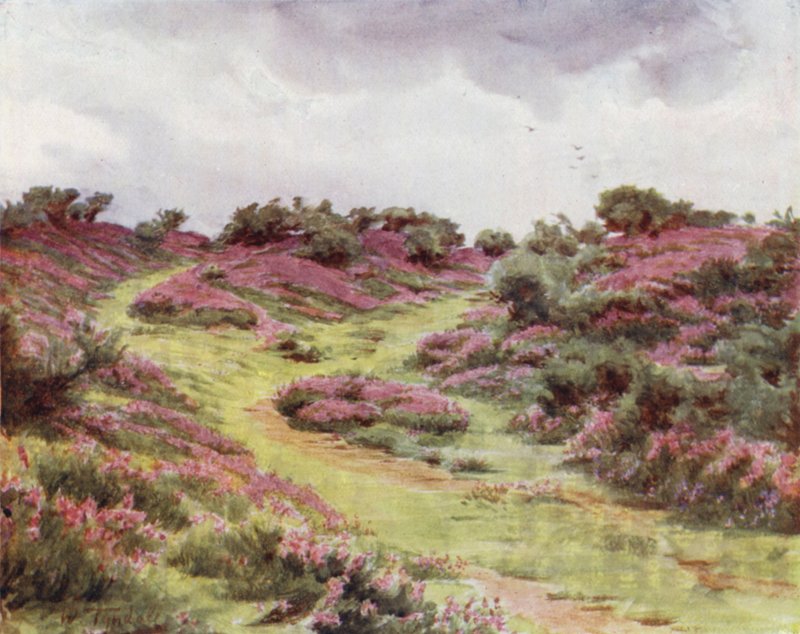 The New Forest: Bell Heather på Setley Plain (färg litho) av Walter Frederick Roofe Tyndale