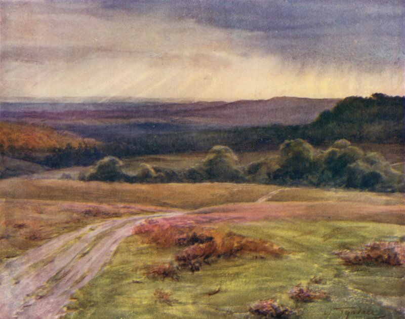 The New Forest: Boldrewood Walk, Puck Pitts, från Fritham Road (färg litho) av Walter Frederick Roofe Tyndale
