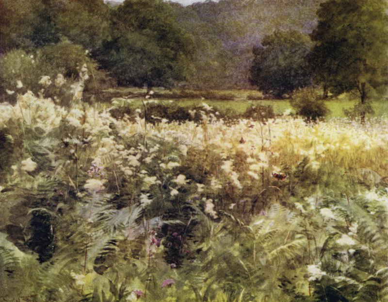 The New Forest: Meadow Sweet nära Royden (färg litho) av Walter Frederick Roofe Tyndale