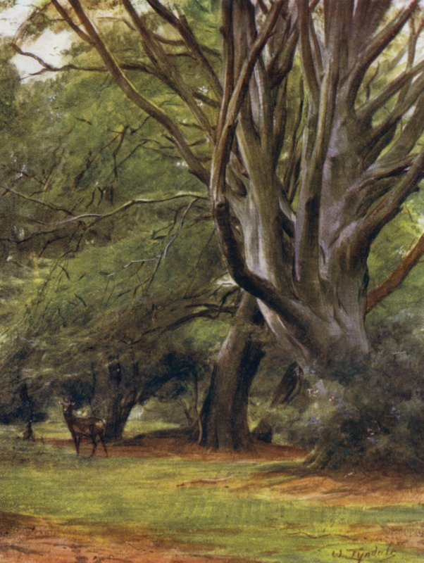 The New Forest: Penerley Woods (färg litho) av Walter Frederick Roofe Tyndale