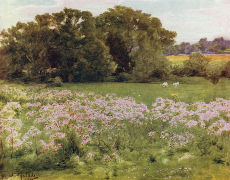 The New Forest: Riversdale, Boldre (färg litho) av Walter Frederick Roofe Tyndale