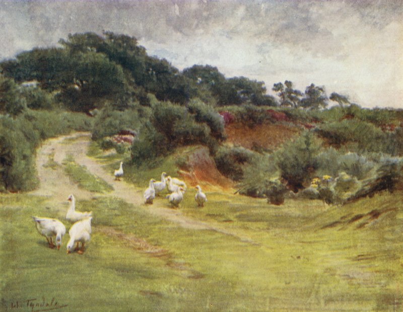 The New Forest: Royden Common, nära Brokenhurst (färg litho) av Walter Frederick Roofe Tyndale