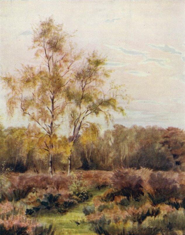 The New Forest: Rushpole Common, nära Lyndhurst Race Course av Walter Frederick Roofe Tyndale