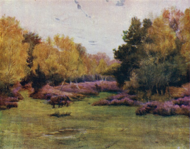 The New Forest: Rushpole Wood, Lyndhurst (färg litho) av Walter Frederick Roofe Tyndale