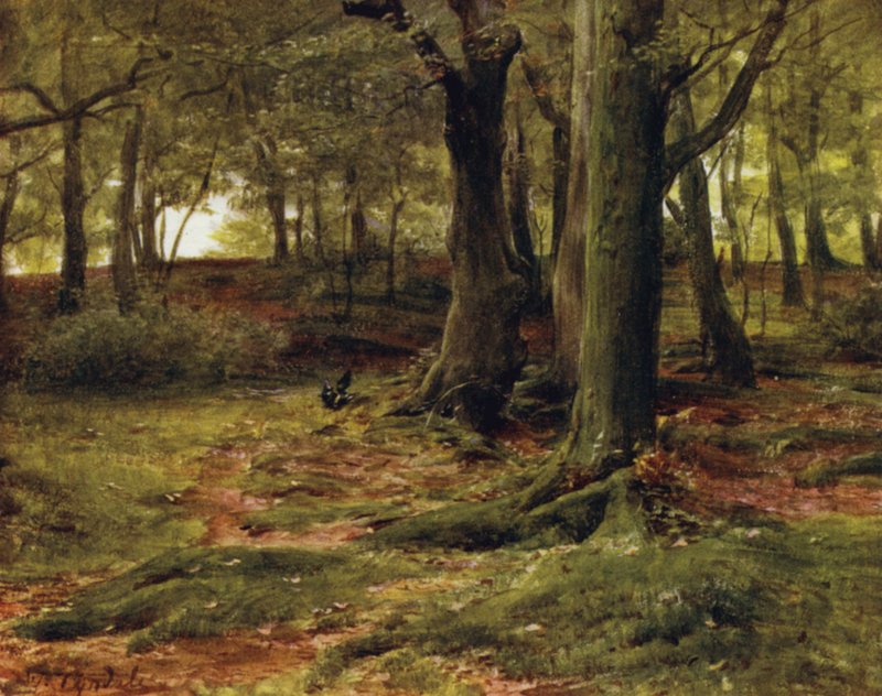 The New Forest: The Hill Woods, Lyndhurst (färg litho) av Walter Frederick Roofe Tyndale