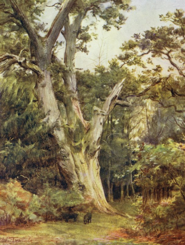 The New Forest: The King at Boldrewood (färg litho) av Walter Frederick Roofe Tyndale