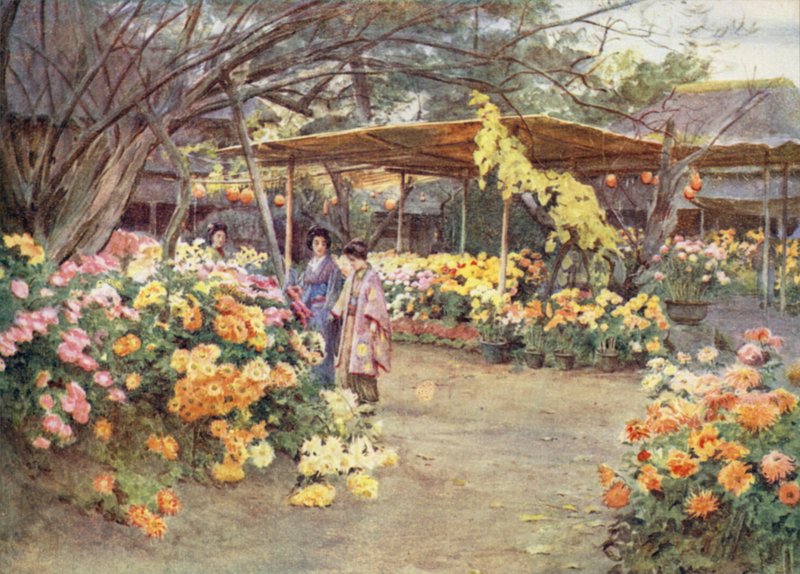 Titta på krysantemum, Mukojima, Tokio av Walter Frederick Roofe Tyndale