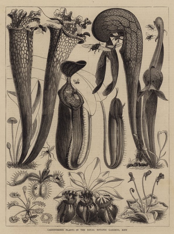 Köttätande växter i Royal Botanic Gardens, Kew av Walter Granville Smith