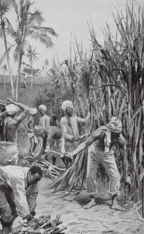Coolies från Trinidad i arbete på ett sockerrörsfält (lito) av Walter Paget
