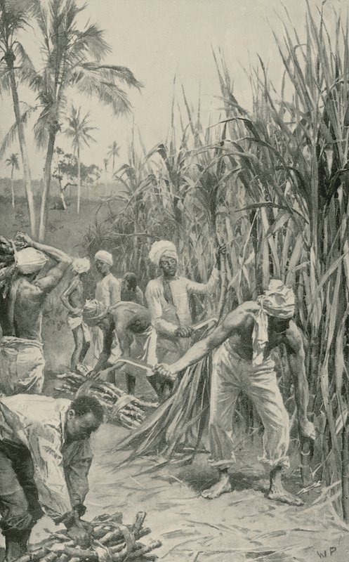 Trinidad Coolies i arbete på ett sockerrörsfält av Walter Stanley Paget