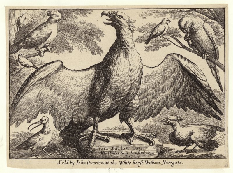 Örn och andra fåglar av Wenceslaus Hollar