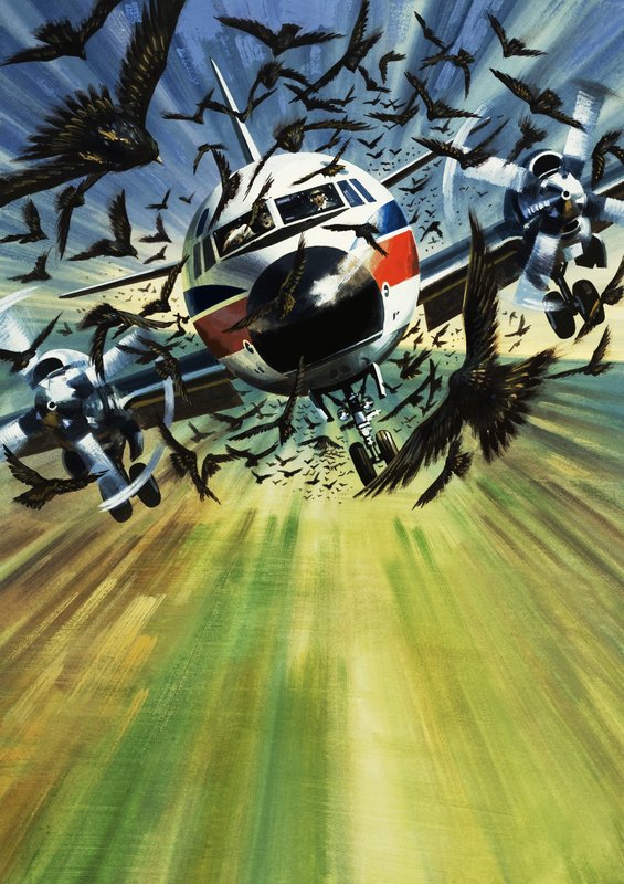 Ett passagerarflygplan hotas av en flock fåglar av Wilf (20th century) Hardy