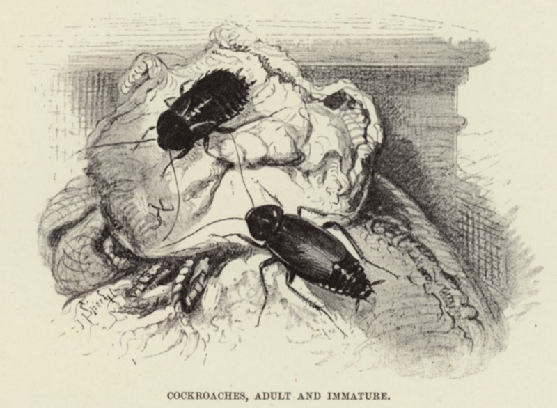 Kackerlackor, vuxen och omogen av Wilhelm Kuhnert
