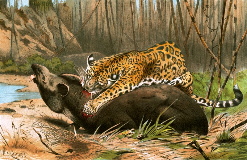 Jaguar dödar tapir av Wilhelm Kuhnert