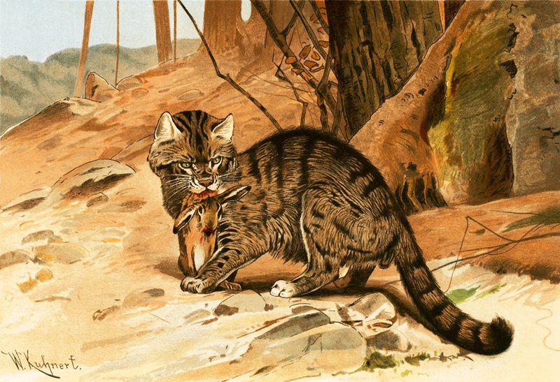 Vild katt av Wilhelm Kuhnert