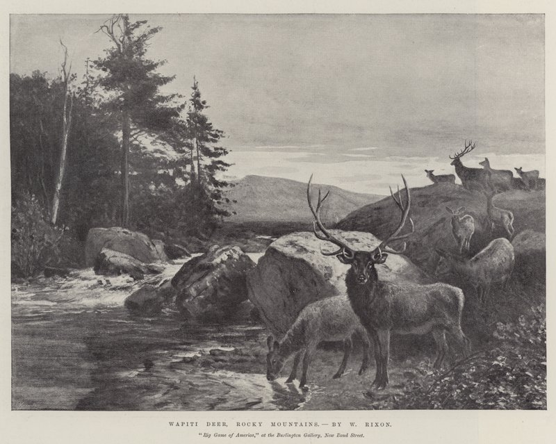 Wapitihjort, Klippiga bergen av William Augustus Rixon