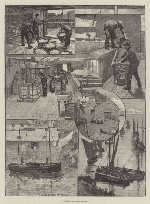 En Cornish Pilchard Factory av William Mouat Loudan