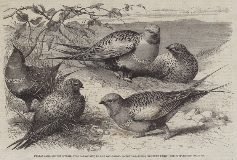 Pallas sandripa (Syrrhaptes paradoxus) i Zoological Society