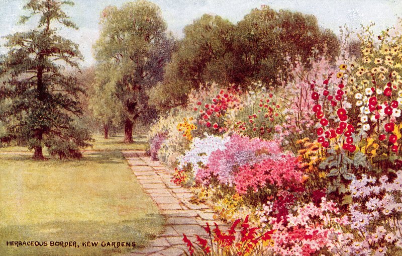 Örtartad gräns, Kew Gardens av William Affleck Carruthers
