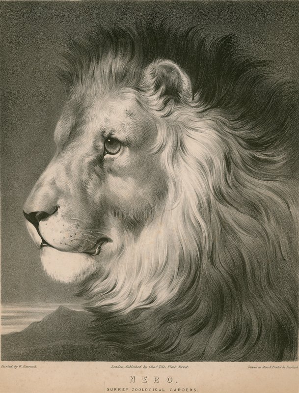 Lejonet Nero, Surrey Zoological Gardens, London av William Barraud