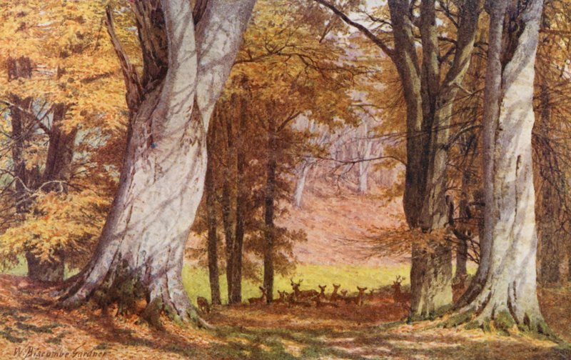I Knole Park, nära King Beech (färglitografi) av William Biscombe Gardner