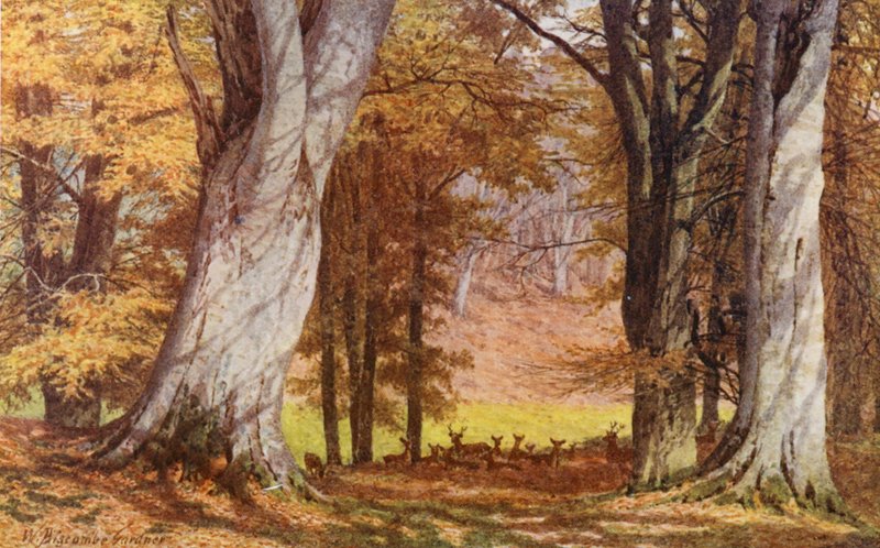 The Wilberforce Oak, Holwood Park, Keston (färglitografi) av William Biscombe Gardner