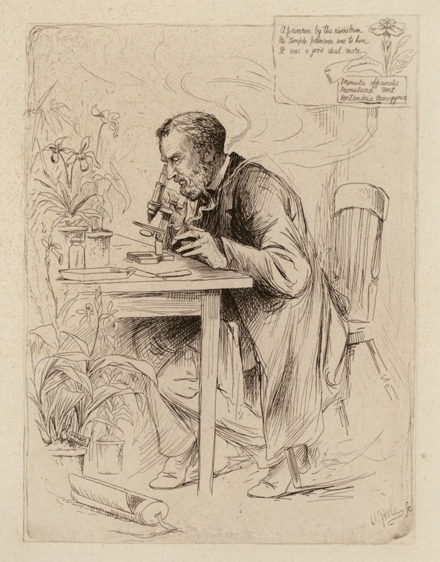 Alexander Dickson, professor i botanik (gravyr) av William Brassey (after) Hole