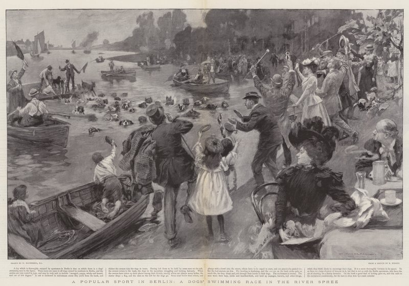 En populär sport i Berlin, ett hundsimlopp i floden Spree av William Hatherell