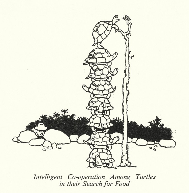 Intelligent samarbete bland sköldpaddor i deras jakt på mat (litho) av William Heath Robinson